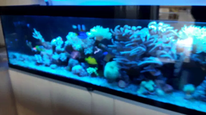 Jebao SW15 problem