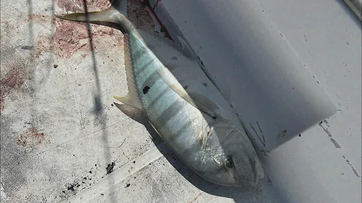 Golden Trevally - Light Jigging - Shimano Stella SW 4000XG | Goofish Pink PE1-2